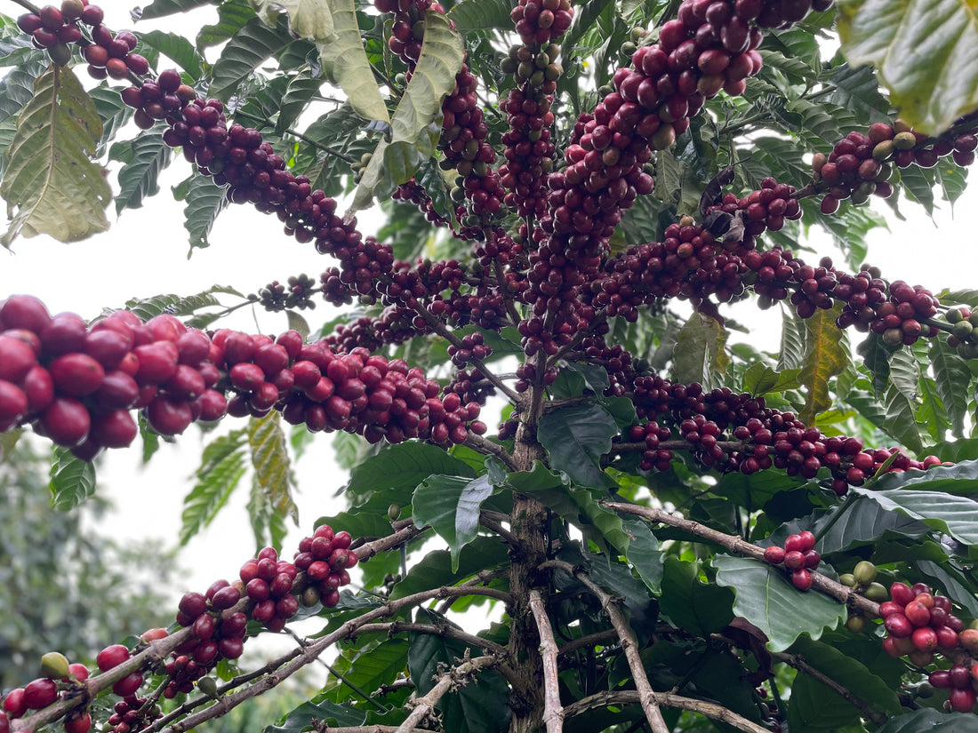 Future Coffee Farm