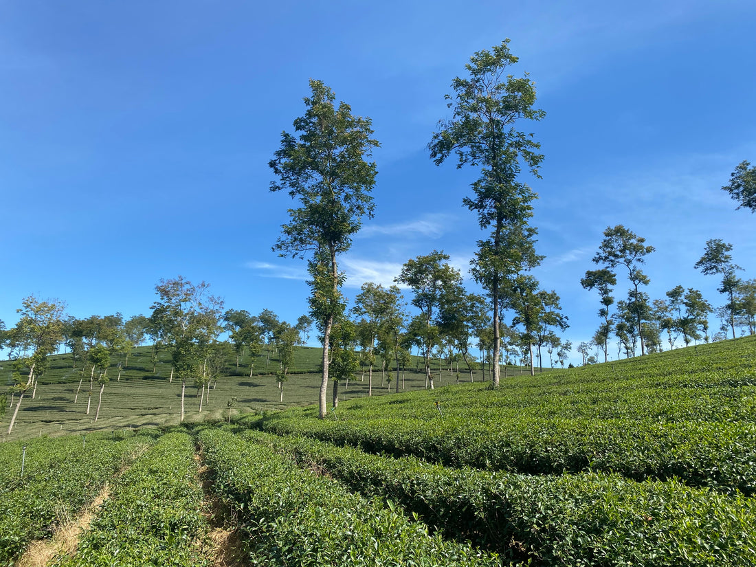 Phuoc Lac Tea Farm