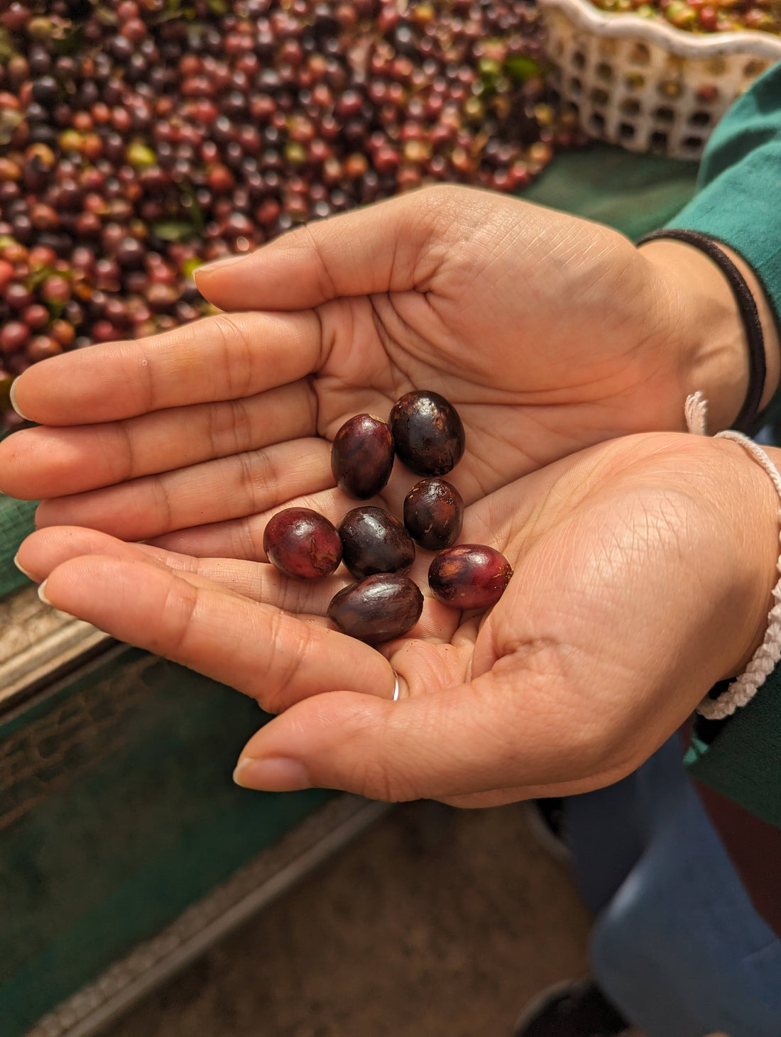 Exploring Cascara: From By-product to Beverage