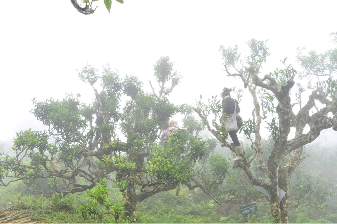 Exploring Shan Tuyet Tea: The King of All Teas