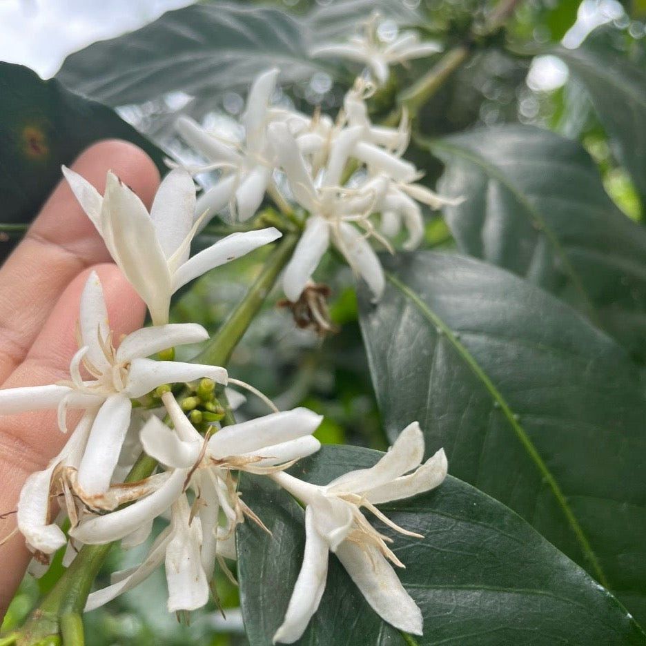 Specialty Arabica Coffee