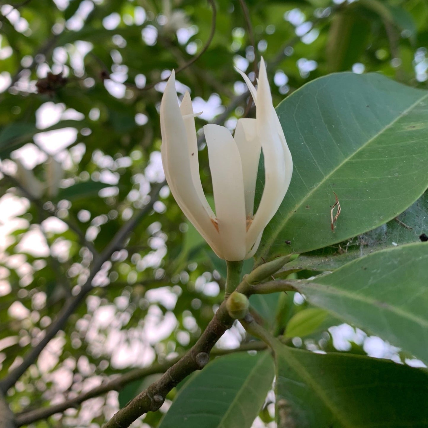 White Jade Orchid Shan Tuyet Green Tea