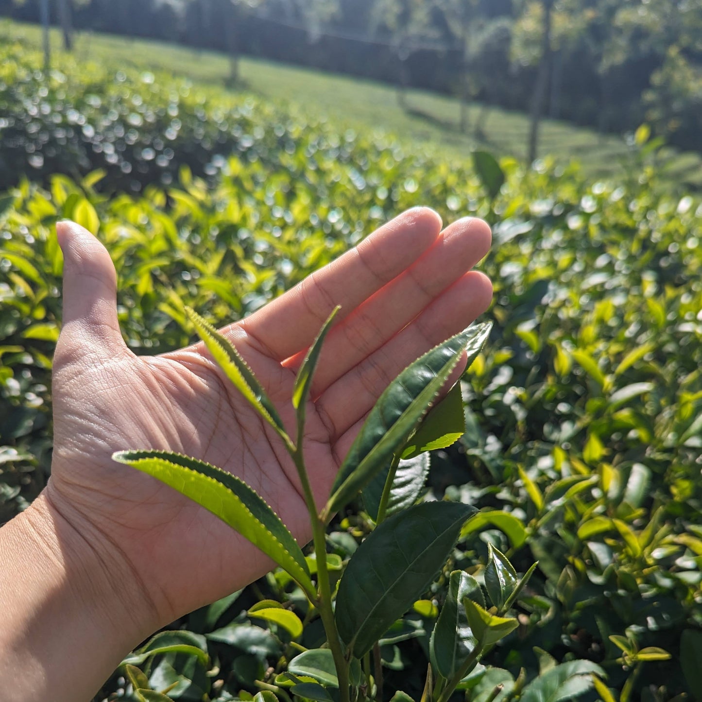 Kim Tuyen Oolong Tea