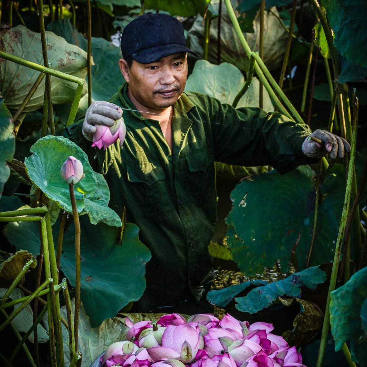 Lotus Flower Shan Tuyet Green Tea