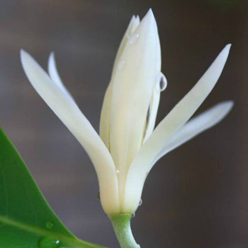 White Jade Orchid Shan Tuyet Green Tea