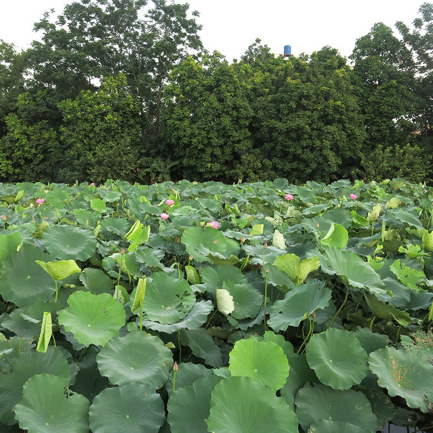 Lotus Flower Shan Tuyet Green Tea